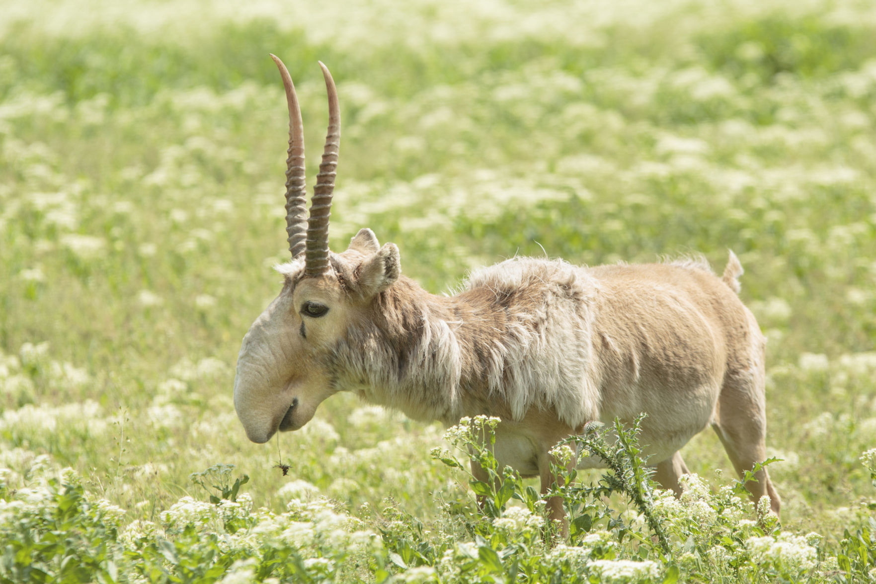 Saiga antelope